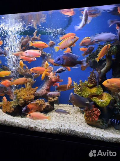 Аквариумные рыбки