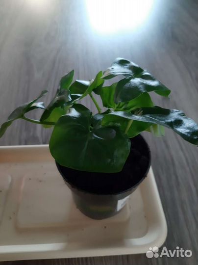 Филодендрон атом