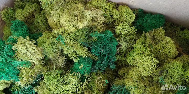 Стабилизированный мох (отходы)