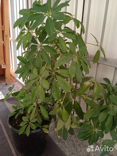 Комнатные цветы шефлера