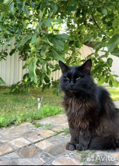 Афанасий ждет хозяина