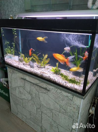 Аквариум