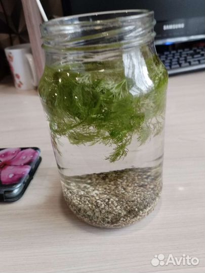 Водоросли для аквариума