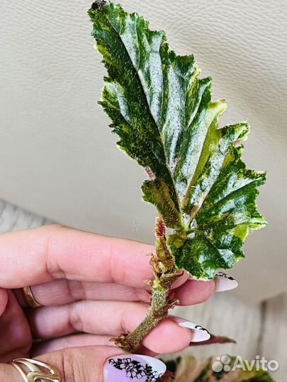 Бегония Ginny galaxy,филодендроны,хойя