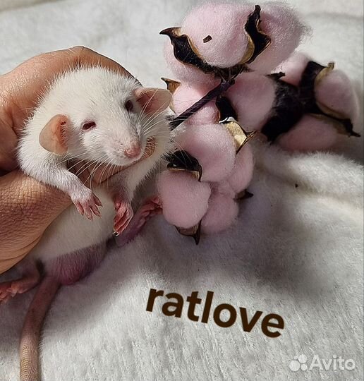 Крысята дамбо мальчишки от ratlove