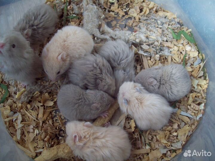 Самые ручные голубые рыжие коричневые хомяки