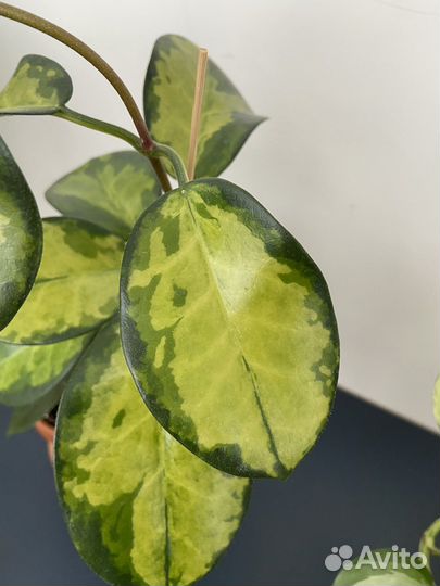 Хойя аустралис лиза