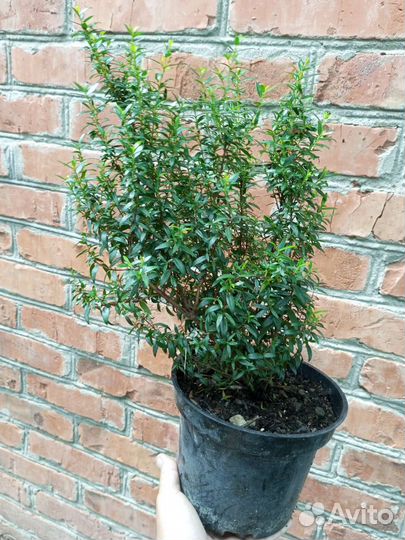 Мирт (адрес в описании)