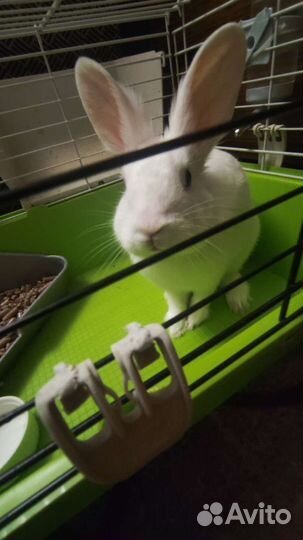 Декоративные кролик