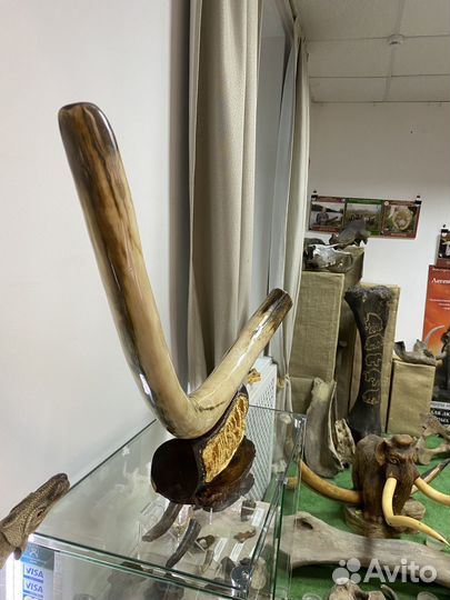 Бивень мамонта