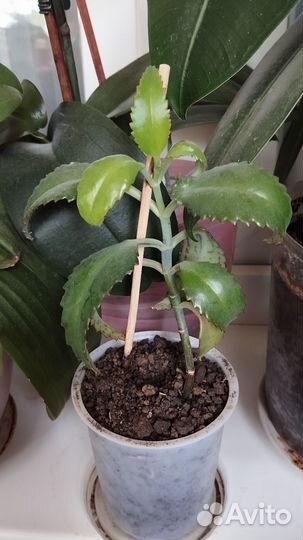 Каланхое лечебное