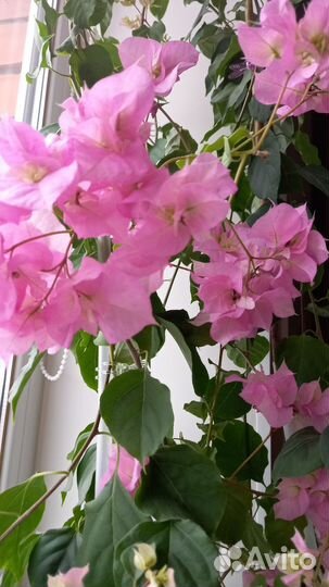 Бугенвиллия