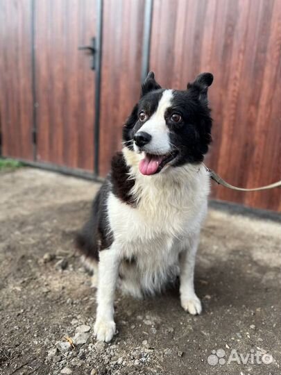 Хорошая собака а добрые руки