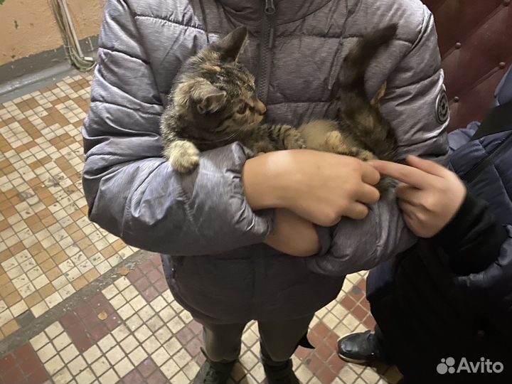 Котик в добрые руки