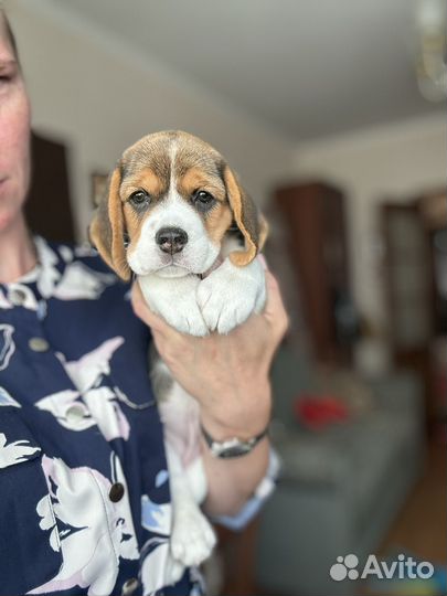Бигль девочка мини