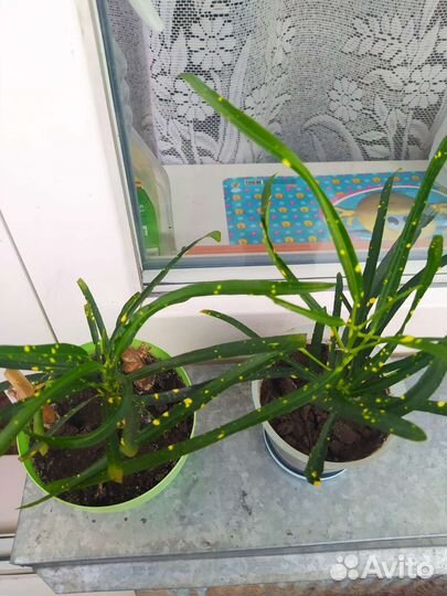 Комнатное растение Кротон