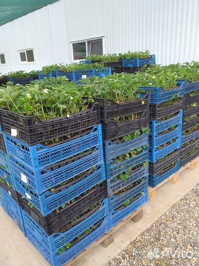 Саженцы клубники Елизавета 2 фриго,зкс