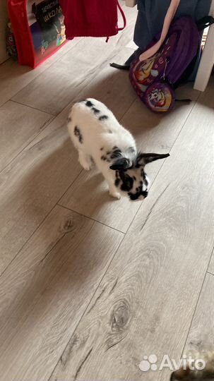 Домашняя передержка мелких животных. Чистка зубов