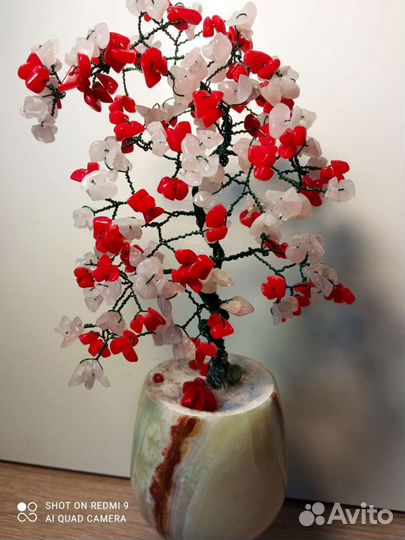 Дерево бонсай