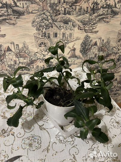 Каланхоэ лечебное