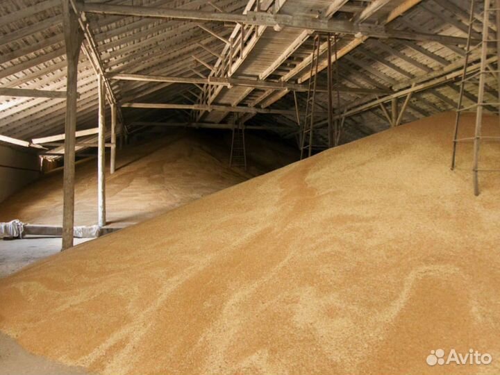 Зерно свежий урожай с доставкой