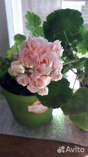 Пеларгония герань