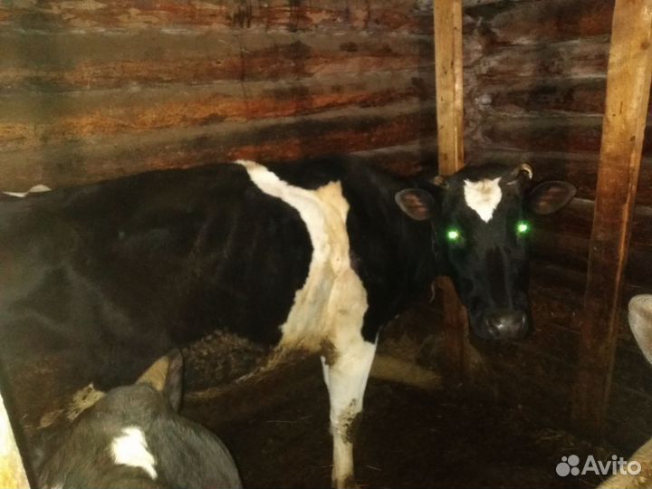 Коровы для содержания - мяса,молока