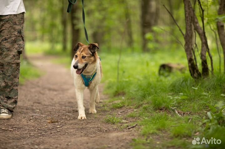 Воспитанный спокойный парень ищет дом