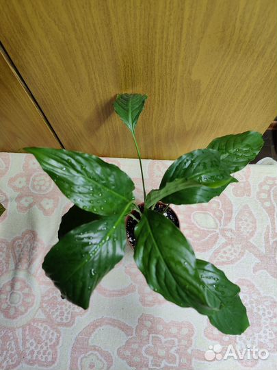 Спатифиллум