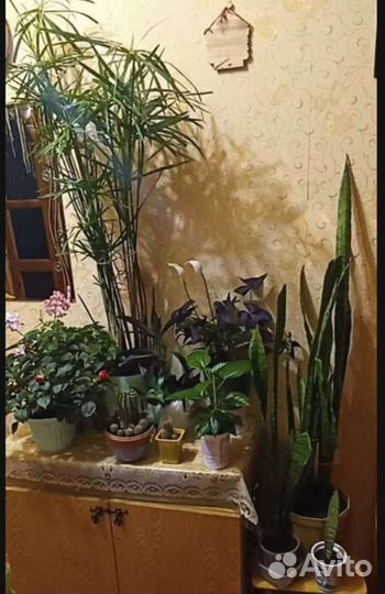 Фиалки цветы комнатные