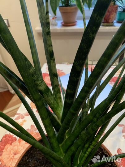 Сансевиерия