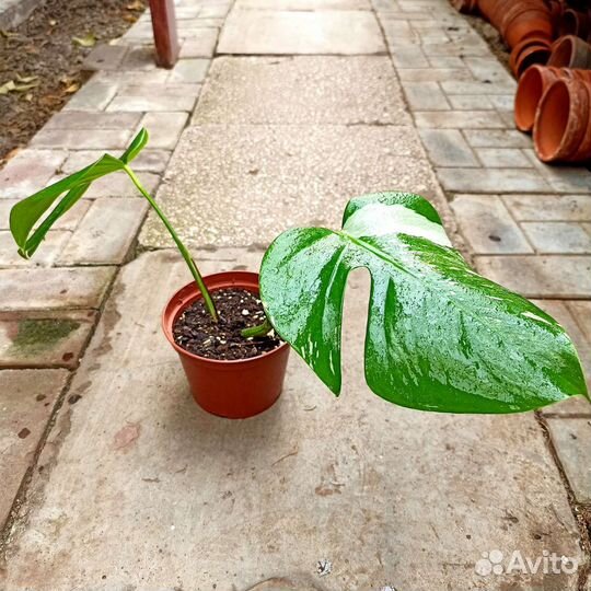 Комнатные растения для дома и офиса