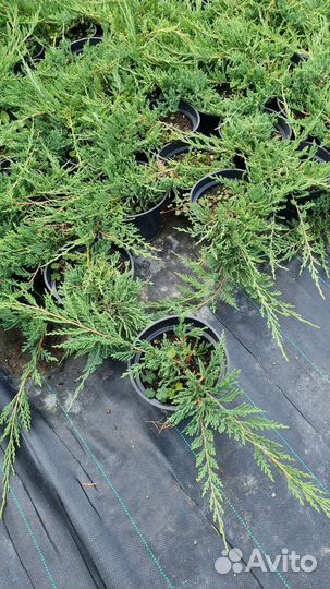 Можжевельник вилтони