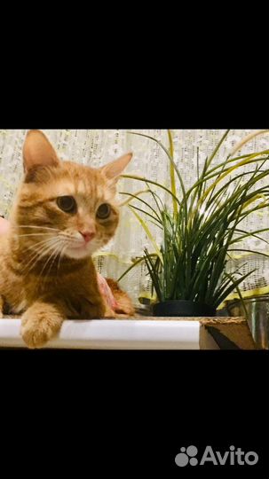 Рыжий кот
