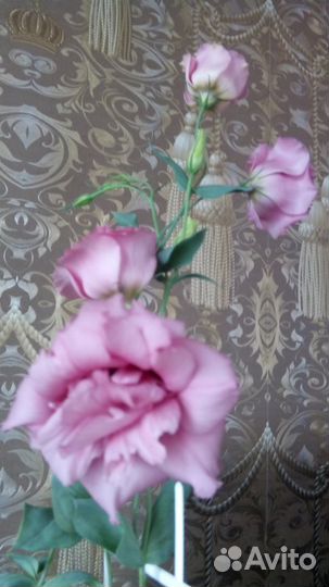 Эустома и другие