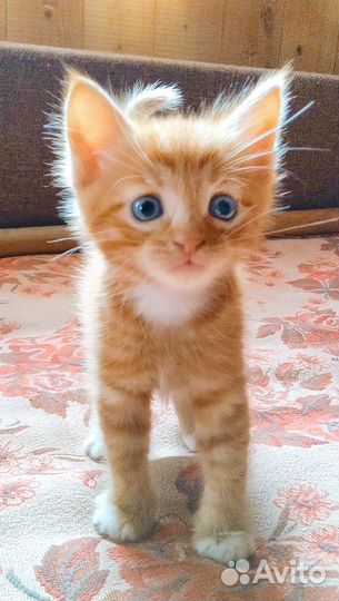 Рыжий котенок