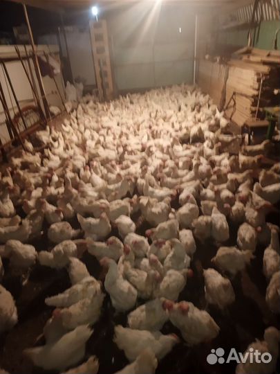 Куры несушки