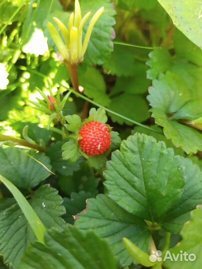 Дюшенея (лапчатка индийская)