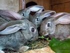 Кролики живым весом объявление продам