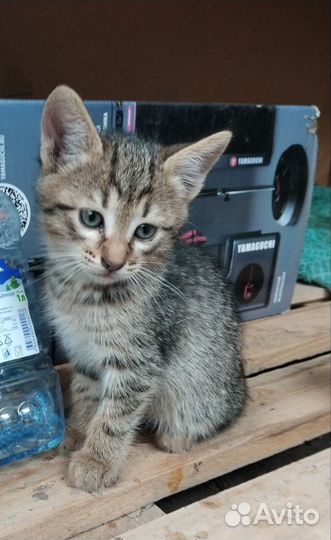 Отдам в добрые руки котят 2 мальчика 1 девочка