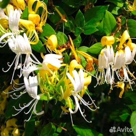 Вьющиеся лианы саженцы