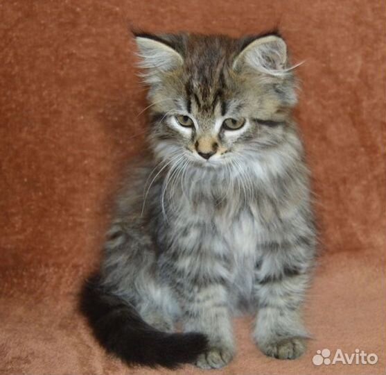 Кошечки в добрые руки