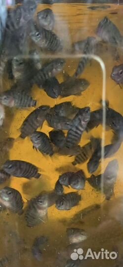 Рыбы цихлиды