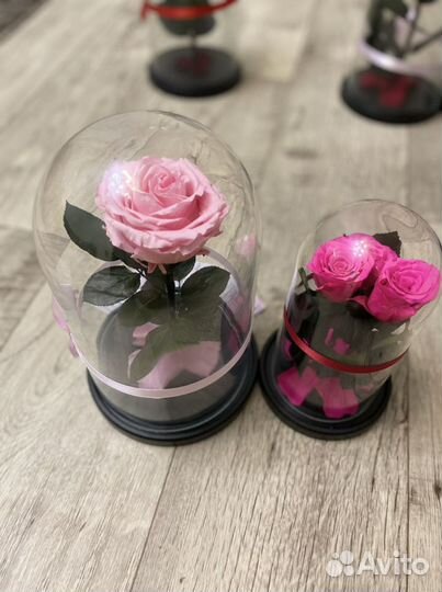 Роза в Колбе