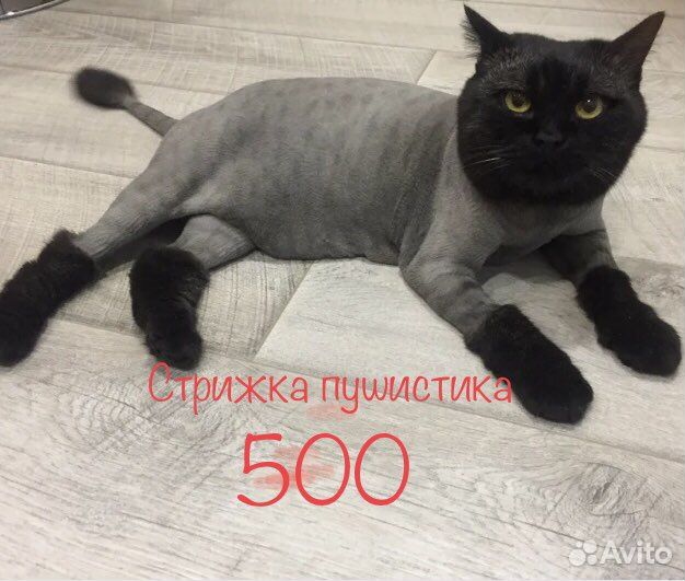Стрижка кошек и собак