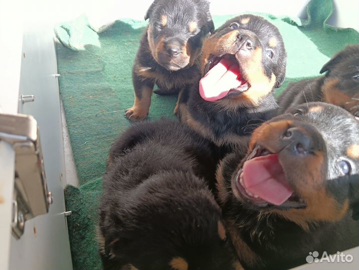 Продам щенков ротвейлера