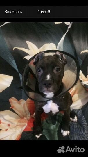 Купирование ушей,хвостов,прибылых пальцев собакам