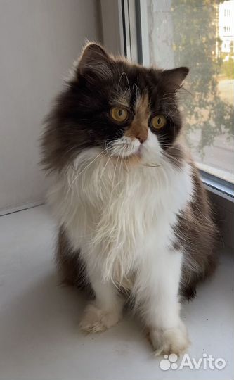 Отдам британку дш