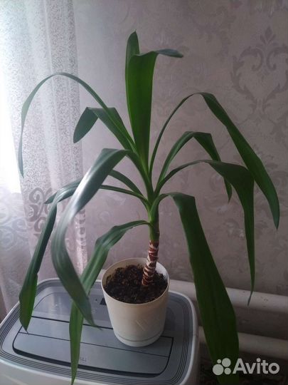 Пальма юкка