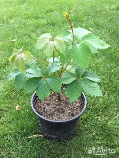 Виноград пяпилисточковый «Троки»